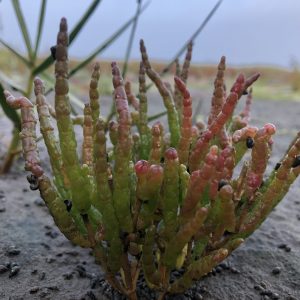 Salicornia spp.